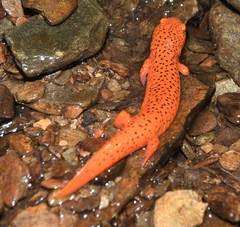 Pseudotriton ruber schencki