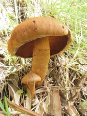 Agaricales