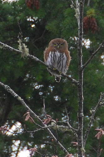 Northern Pygmy-Owl