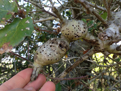 Protobalandricus spectabilis