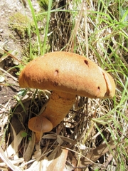 Agaricales