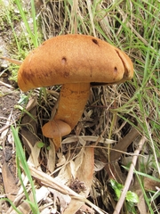 Agaricales