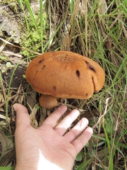 Agaricales