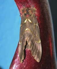 Paradirphia fumosa