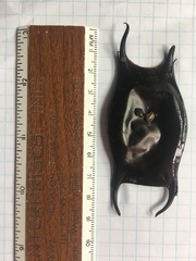 Rostroraja eglanteria