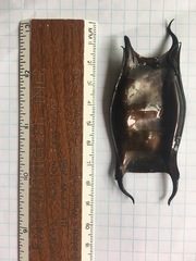 Rostroraja eglanteria