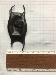 Rostroraja eglanteria