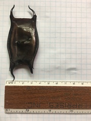 Rostroraja eglanteria