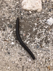 Orthoporus ornatus