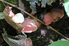 Phlebia incarnata image