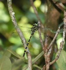 Cordulegaster erronea