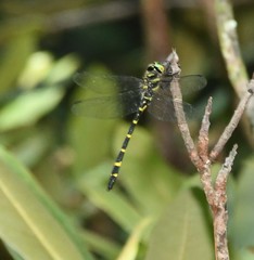 Cordulegaster erronea