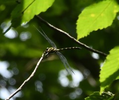 Cordulegaster erronea