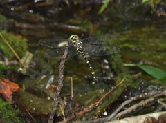 Cordulegaster erronea