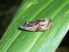 Zomaria interruptolineana