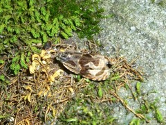 Zomaria interruptolineana