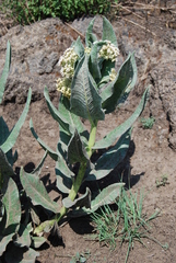 Asclepias notha