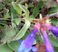 Penstemon albertinus