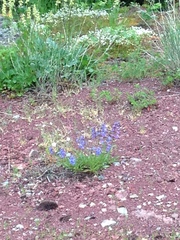 Penstemon albertinus