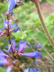 Penstemon albertinus