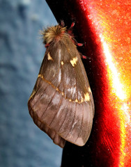 Paradirphia fumosa