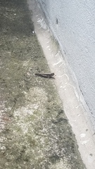 Schistocerca piceifrons