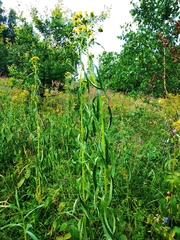 Jacobaea paludosa paludosa