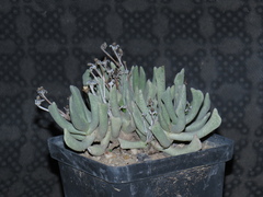 Rhombophyllum