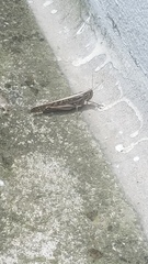 Schistocerca piceifrons