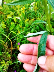 Jacobaea paludosa paludosa