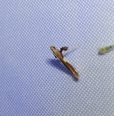 Caloptilia bimaculatella