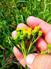 Jacobaea paludosa paludosa