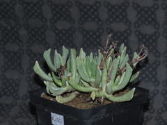 Rhombophyllum