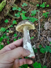 Leccinum scabrum melaneum