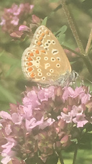 Polyommatus icarus