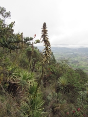 Puya nitida