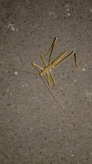 Saga ornata
