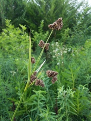 Scirpus pallidus