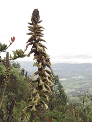 Puya nitida