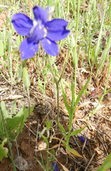 Delphinium variegatum