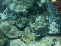 Pycnochromis vanderbilti