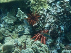 Pycnochromis vanderbilti