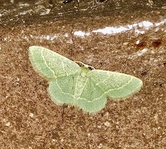 Chlorochlamys phyllinaria