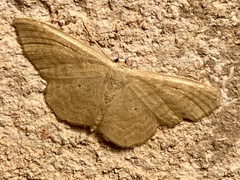Idaea consanguinaria
