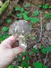 Leccinum scabrum melaneum