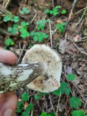 Leccinum scabrum melaneum