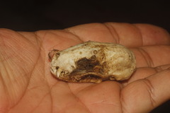 Spilogale angustifrons