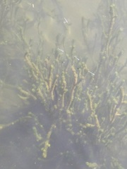 Lagarosiphon major