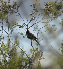 Rhopospina carbonaria