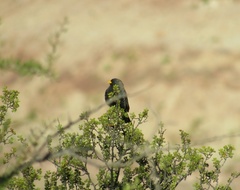 Rhopospina carbonaria